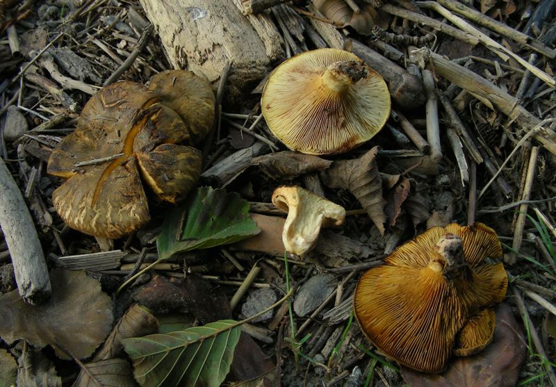 Paxillus rubicundulus?
